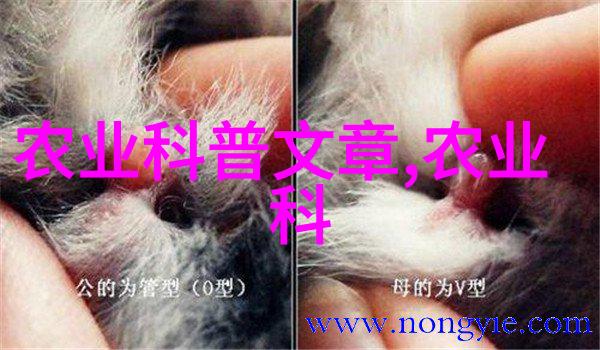 追逐宁静源自心灵深处探索适合不同环境的道路植被选择指南篇