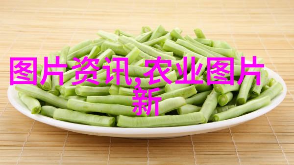 黄瓜大棚种植技术与管理实践