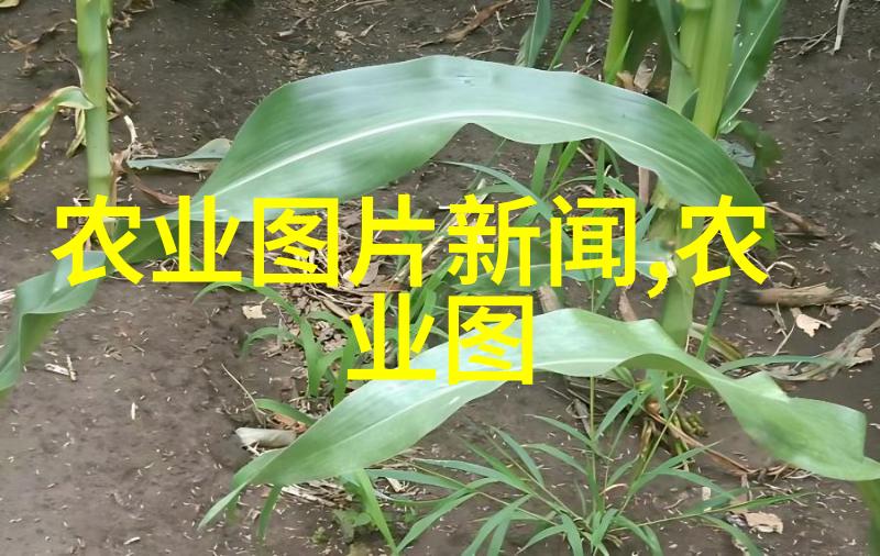 叶韵纹理探索茶艺之美