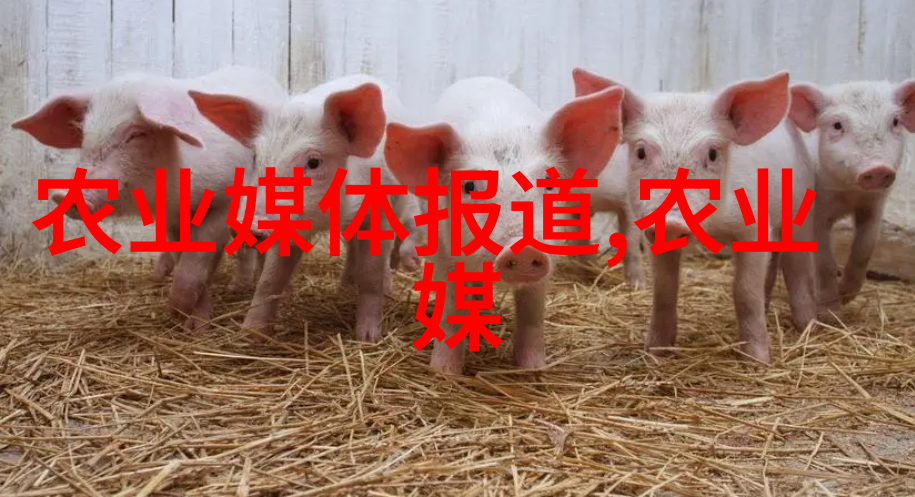 高效畜牧实践提升肉牛羊养殖业的科技水平