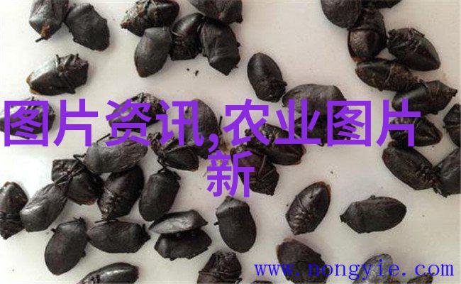 探索植物王国种子世界的多彩缤纷