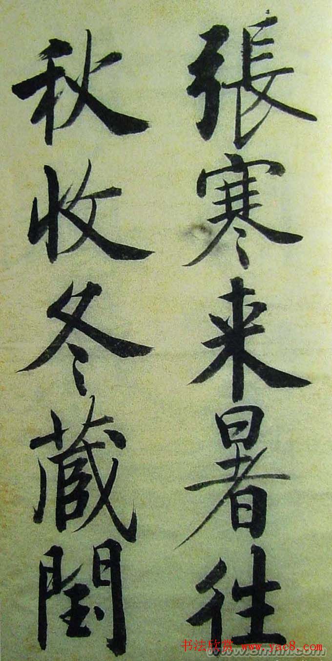 紫叶稠李的迷人魅力与市场价格的探秘