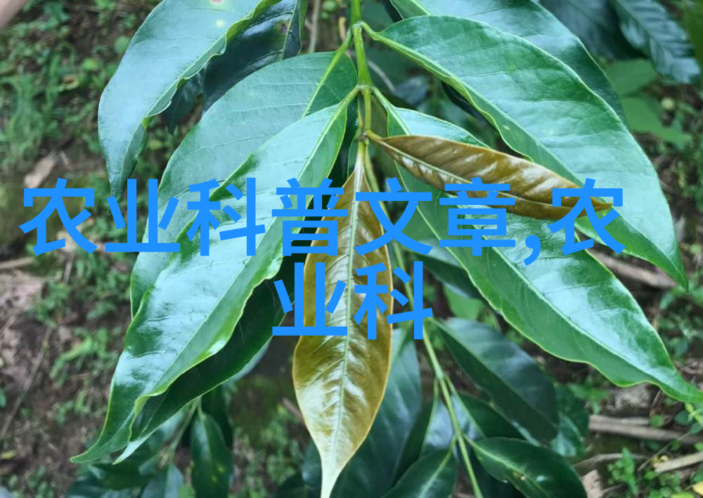 茶叶种类图片各种美味的茶叶种类展示