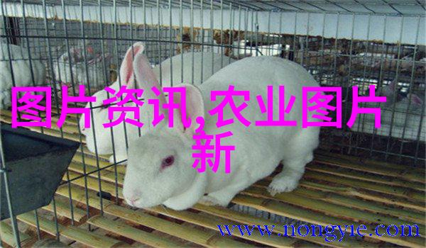 金线莲种植成本探究一斤花费多少钱