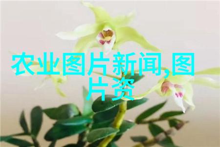 金线莲种子的价格走势与收藏价值分析