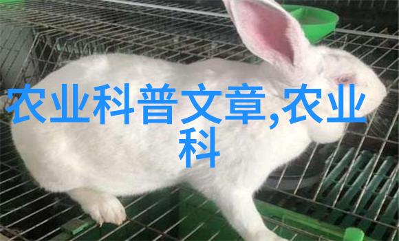 偏偏偏爱的故事一个关于对抗和承诺的奇幻旅程