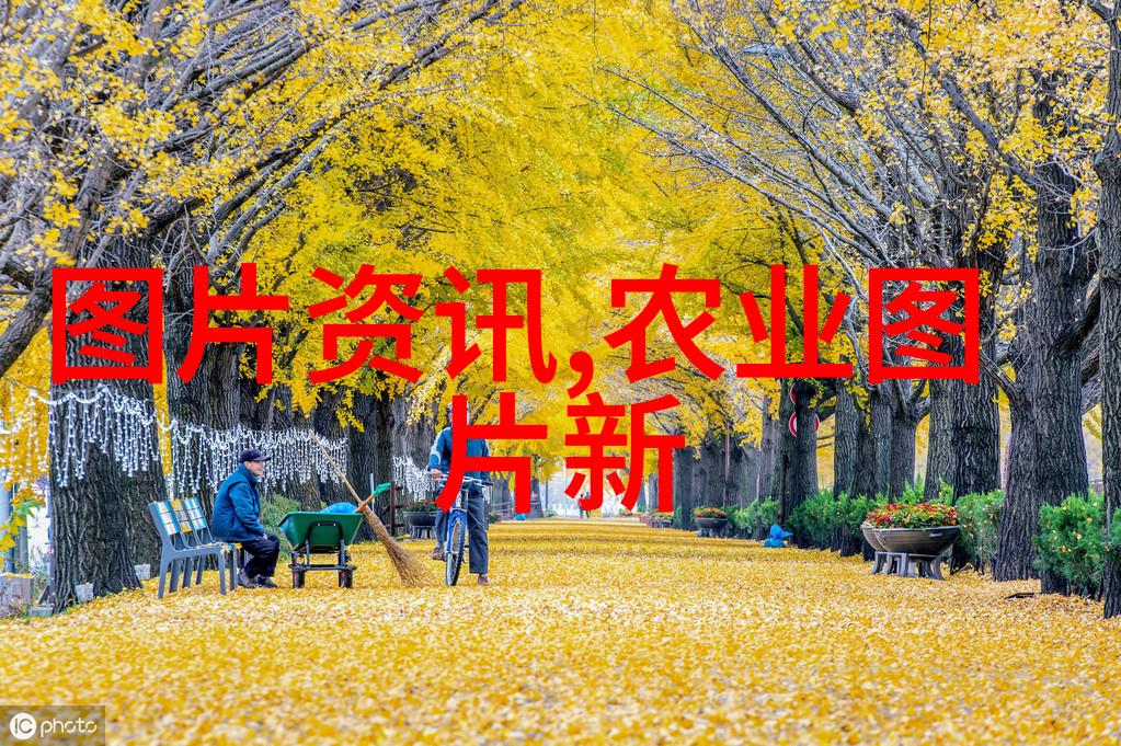 蔬菜网绿意盎然的健康之选