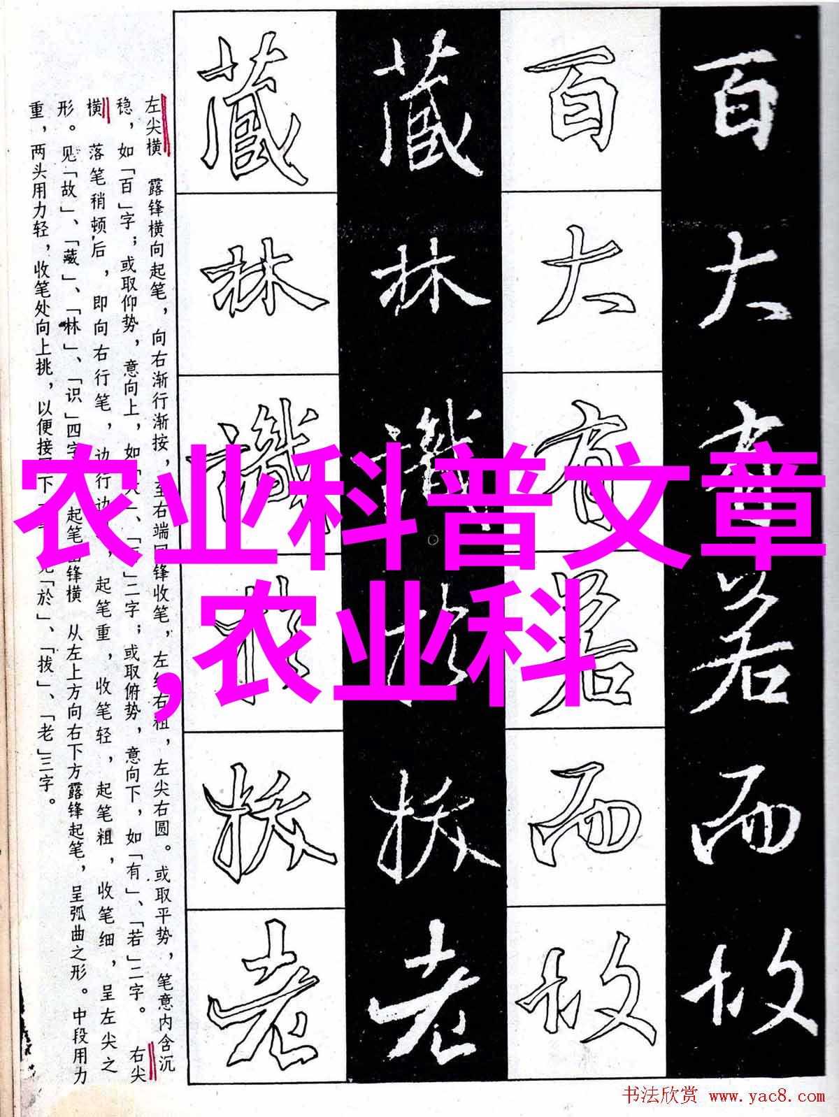 郁金香种植技巧与最佳播种时期郁金香园艺指南