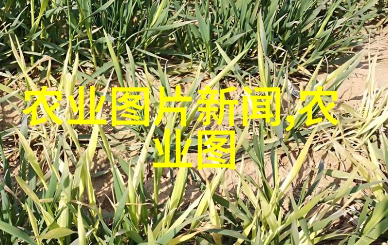 主题我手中的花香世界揭秘盆栽花卉图片里的美妙瞬间