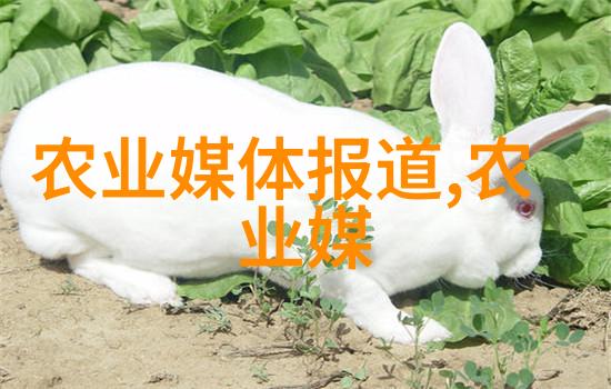 丰收的秘密水果种植的艺术与智慧