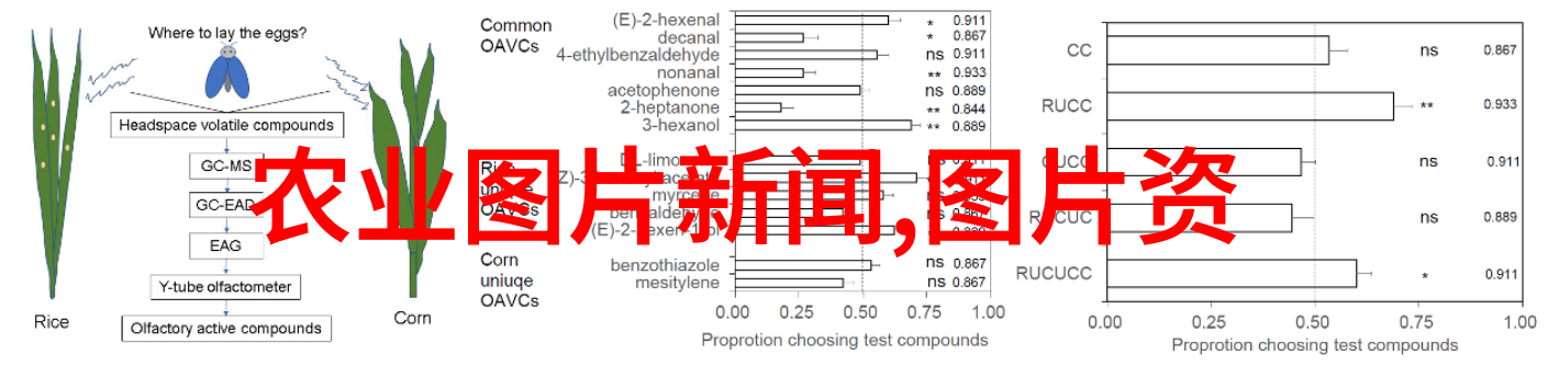 探索茶文化的深度品味古韵悟道中庸