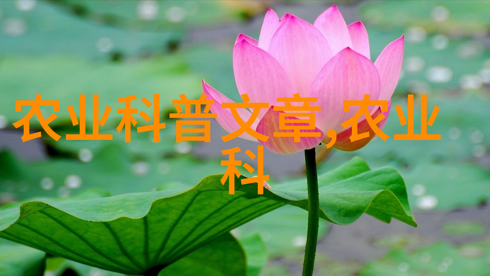2022年樱桃新秀尝遍甜蜜与色彩的革命