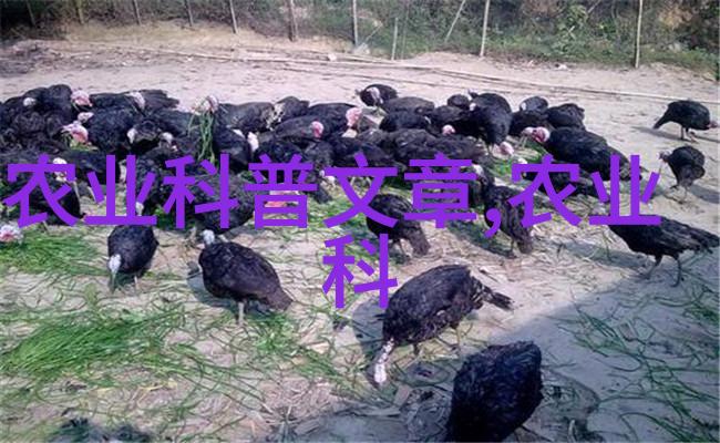 锋行天下谢霆锋的非凡征程