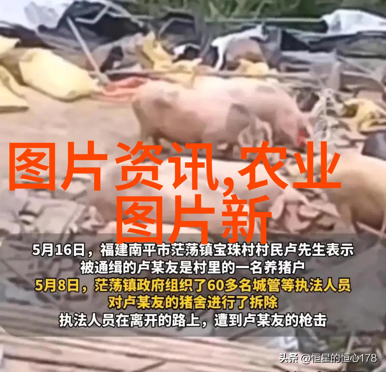 从容舒缓自然和谐选购宜于室内外搭配的十大植物品种