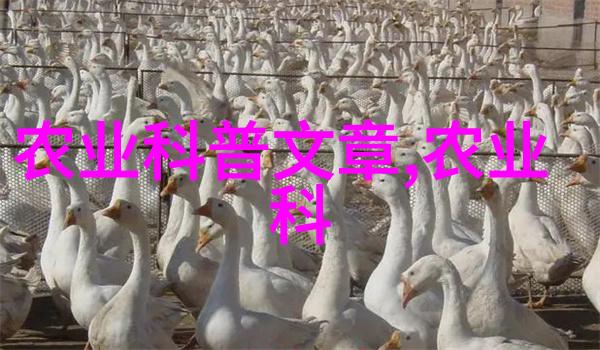 北大荒集团我在北大荒的故事从一片荒芜到丰收的奇迹