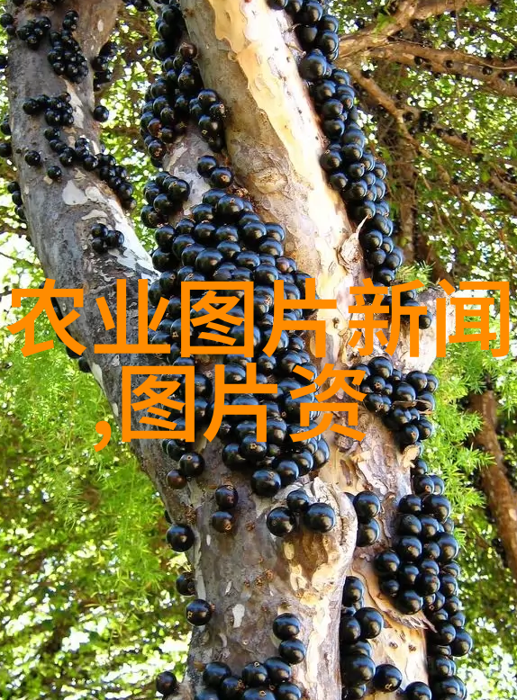 寒蝉振翼冬季室外耐寒的花卉探秘