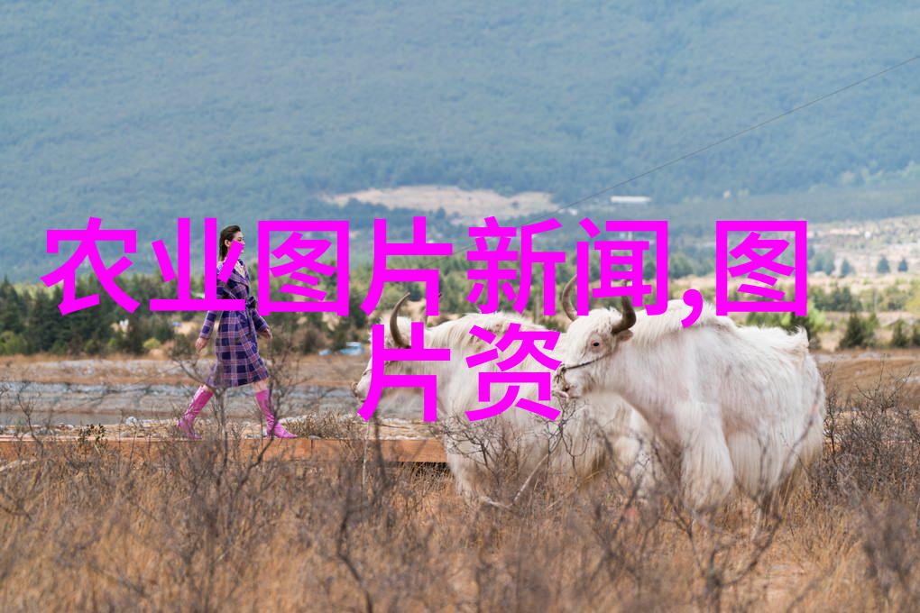 中国茶叶的神秘起源-从云南石灰岩到浙江紫砂揭秘中国茶叶悠久历史的足迹