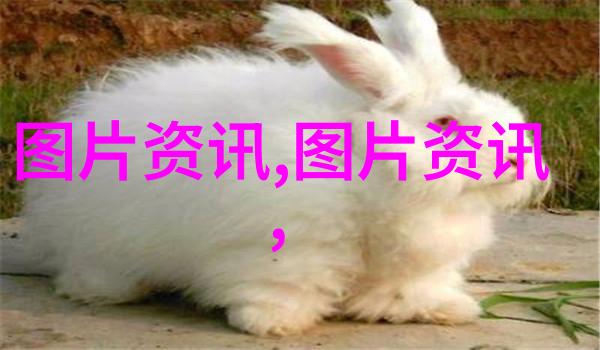 旱地奇葩适合哪些药材能在干涸土地上绽放生命
