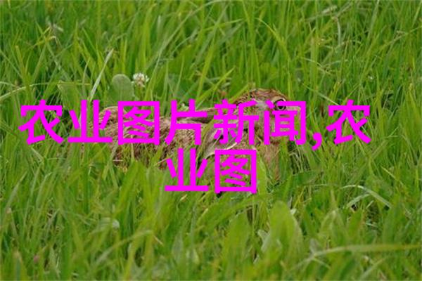 水果种子大集合开启你的味觉冒险之旅