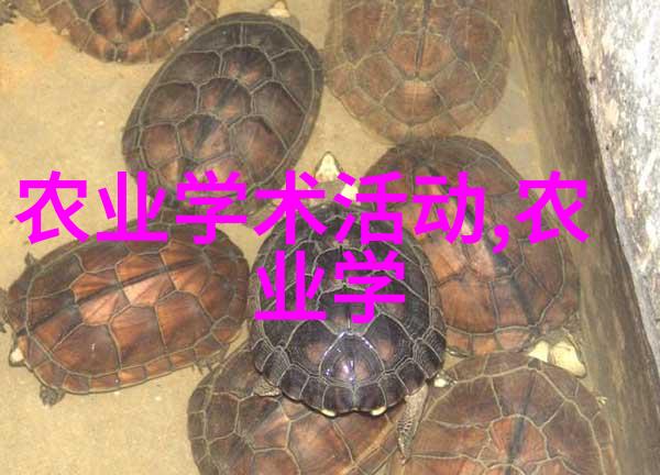 花卉图片大全中的拍摄角度有哪些创意之选