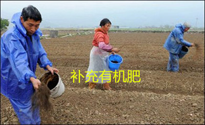 水果的奇妙世界揭秘各种水果的营养与用途