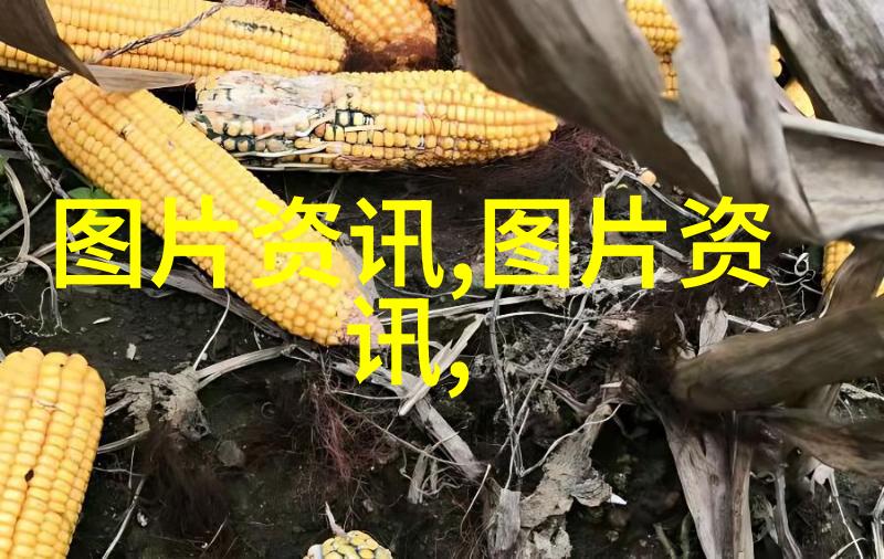 花卉市场批发我在市集的秘密花园中发现了盛宴