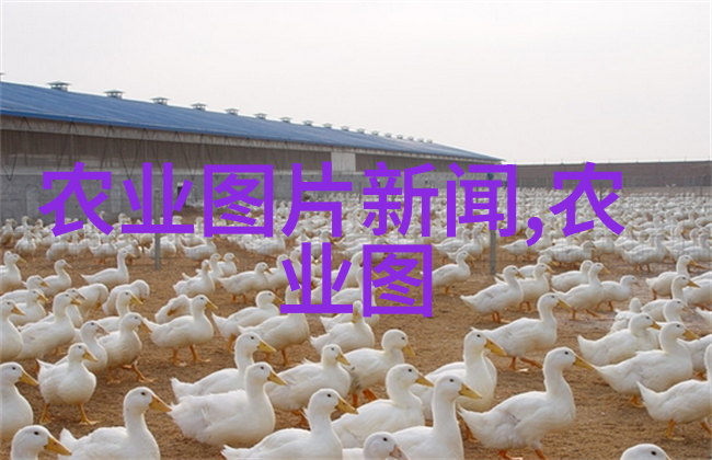 茶艺趣味揭秘一壶浓情的互动之旅