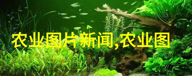 什么是理想的大棚温度和湿度条件对于辣椒生长来说