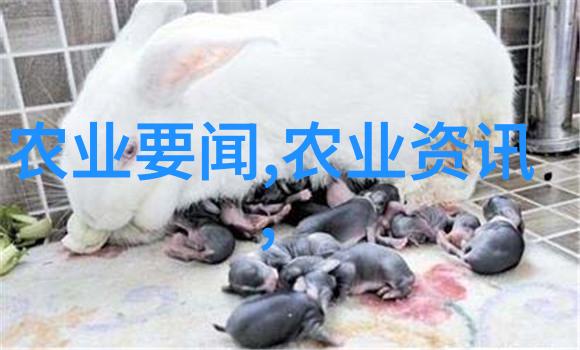 科普茶文化知识-揭秘传统中国茶道的艺术与哲学