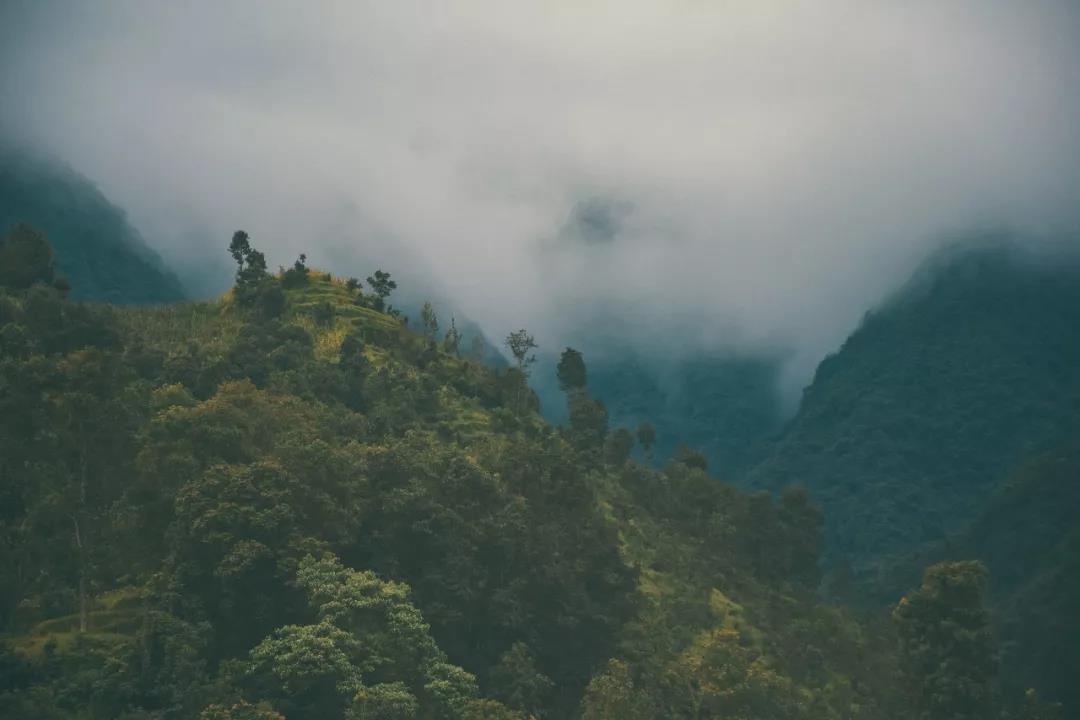 家庭花卉盆栽 - 绿意盈园如何在家中种植美丽的盆景