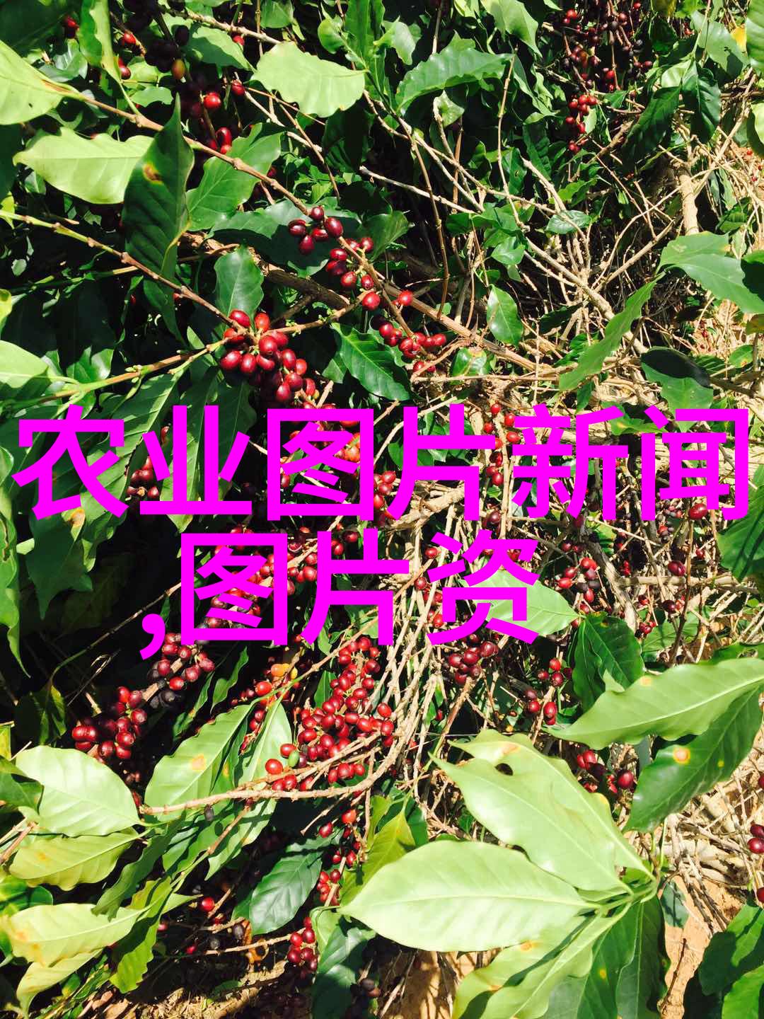 花卉种子播种方法-精彩播种揭秘花卉种子的成功诞生