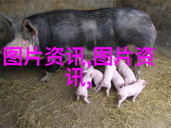 家用玉米棒输送机链条-轻松享受家常烤肉的便捷之道