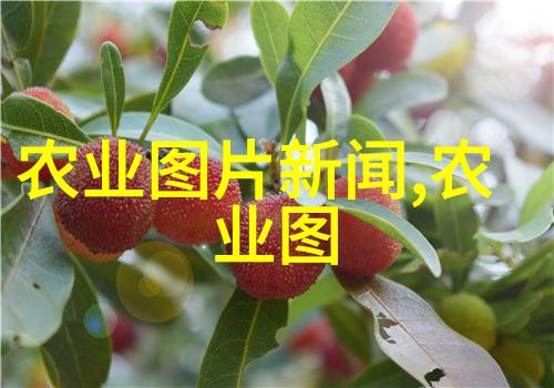 云南省新平县在自然中种植羊肚菌培育法律法规知识孕育致富新希望
