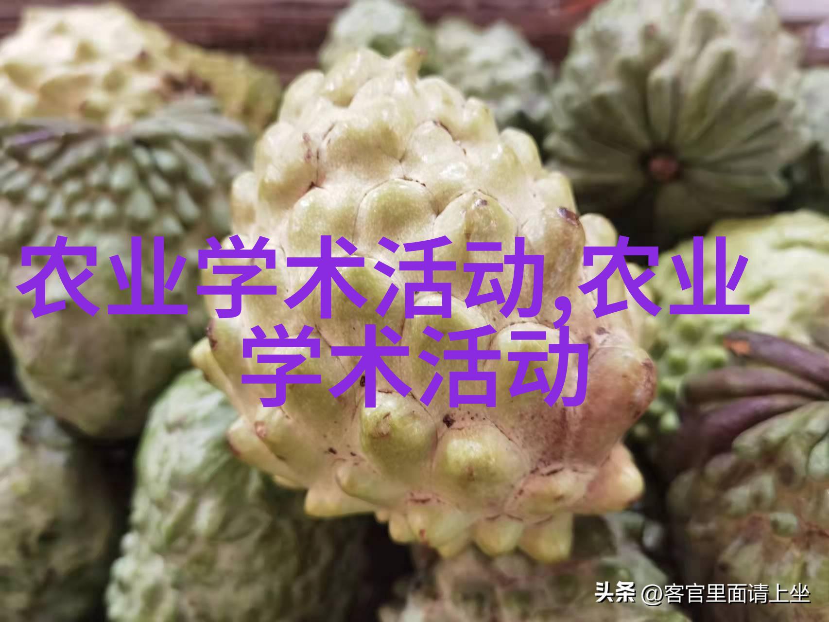地图斑点豆荚木犀子