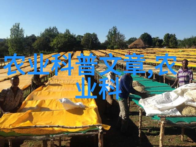 茶艺探索 品茗互动揭秘茶的文化与趣味