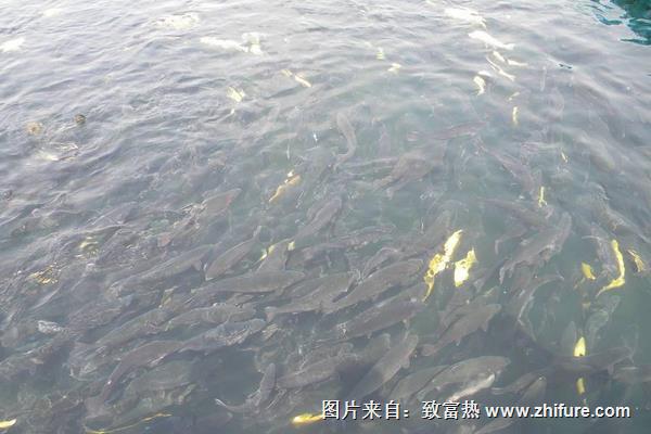 江山一品揭秘古典小说中的帝王梦