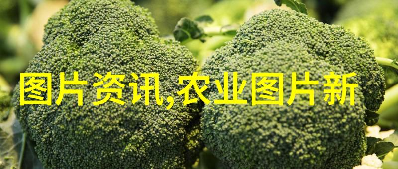 狐狸视频和丝瓜视频无限看免费-破解神器狐狸视频与丝瓜视频的无限观看秘密