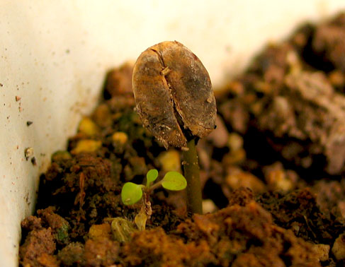 蜂箱内部环境管理对蜜源种植有何影响