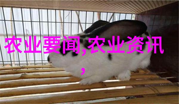 花艺之美盆栽花卉的艺术与魅力