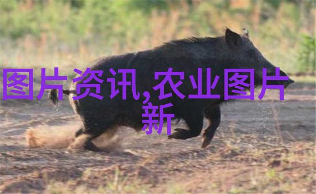 宫廷级别的蔬菜高效培育优质甜黄瓜