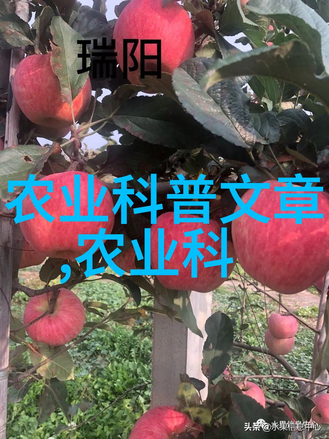 耕耘与期盼一亩田的可靠之谜探究
