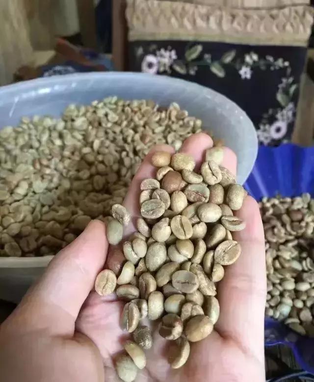 茶树在不同季节的叶片会发生什么变化