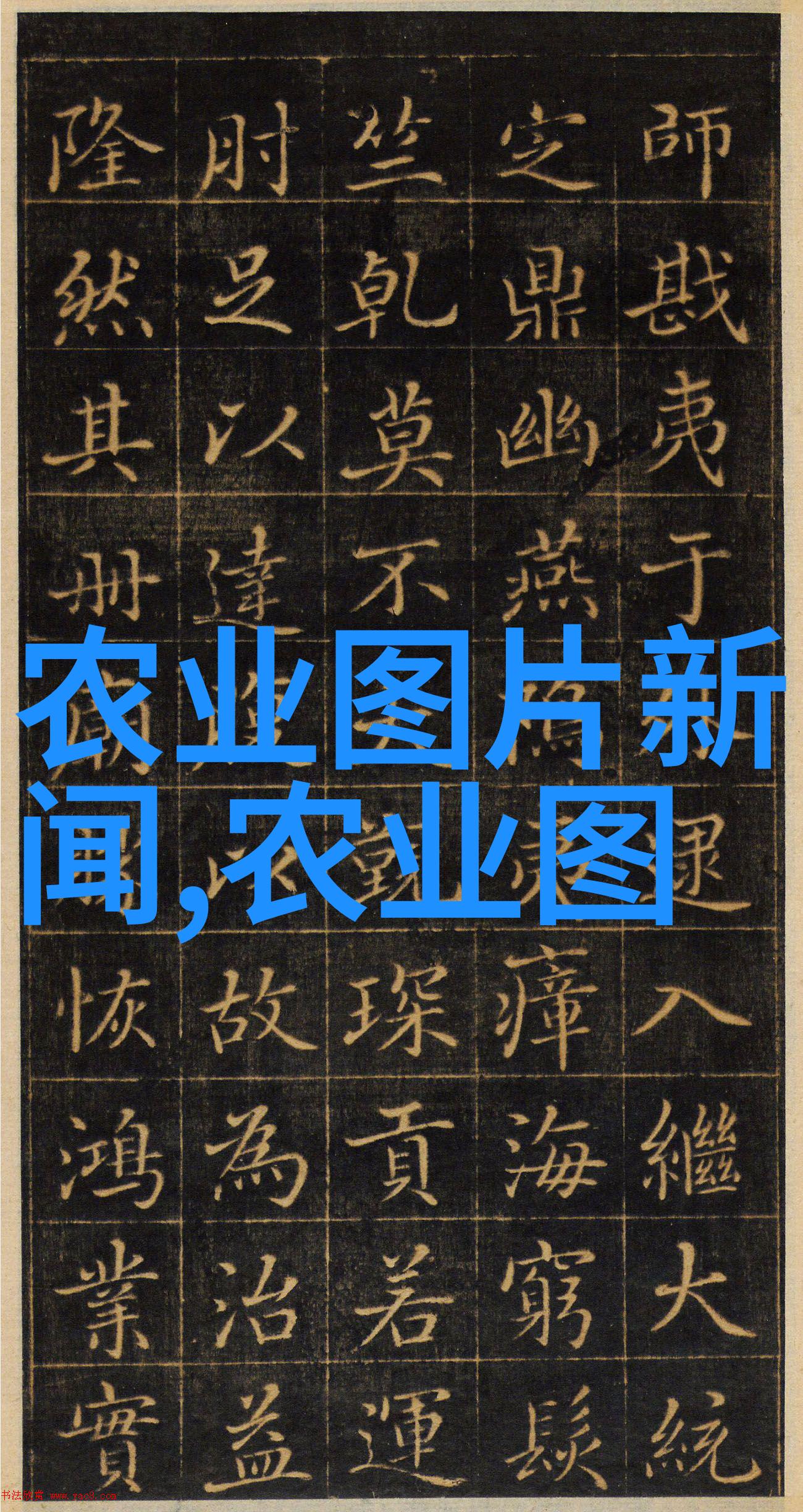 欧洲菊苣绿意盎然的田野之歌