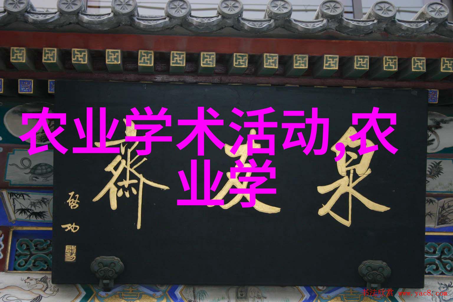 我和欧洲菊苣的故事我的菜园里的意大利风情一场与欧洲菊苣的邂逅