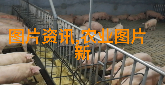 如何有效预防疾病和寄生虫的侵袭
