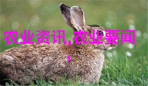 园艺百科-花海中的秘密探索各种种子的图片和名字