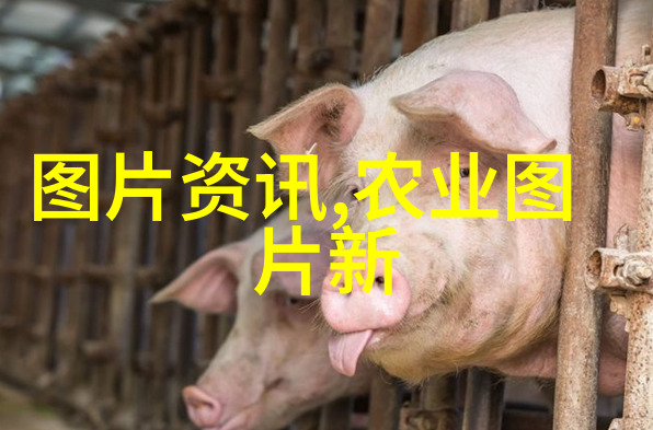 小型养殖我在家门口种个菜简直是开花结果