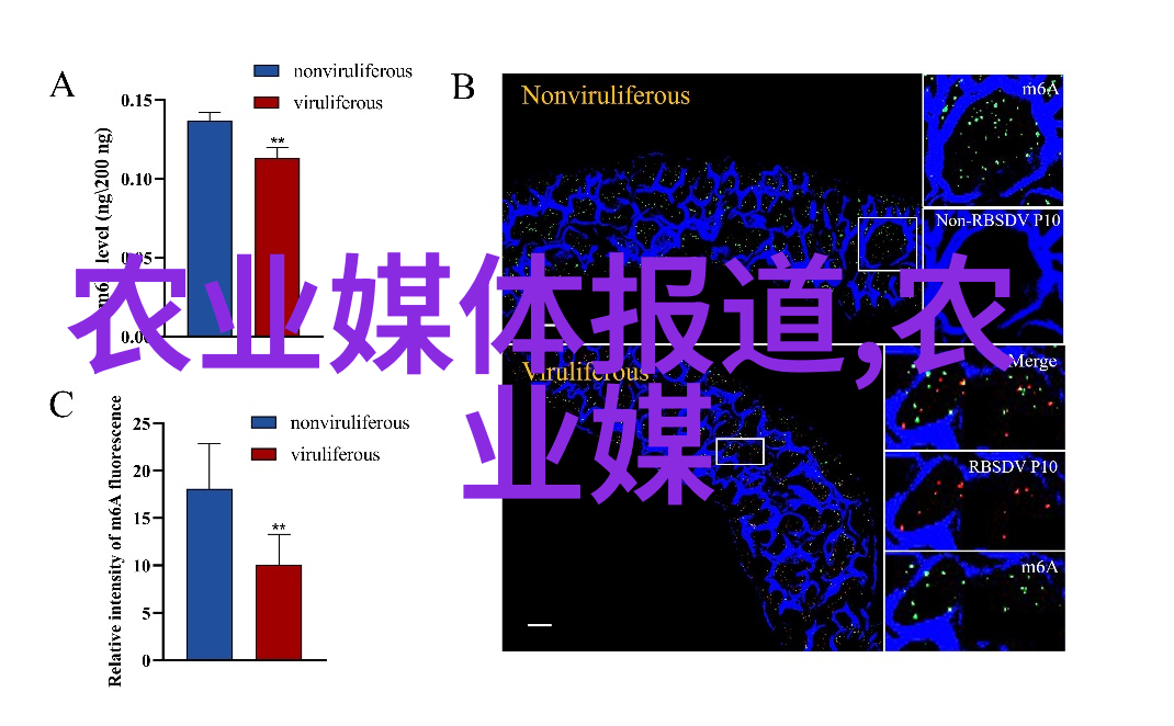 中蜂养殖箱尺寸选择理想的中蜂栖息空间