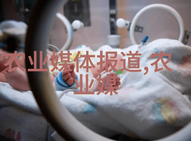 探秘野生金线莲花海中的珍品与挑战