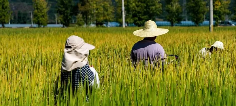 药材园轻松栽培的草本佳品
